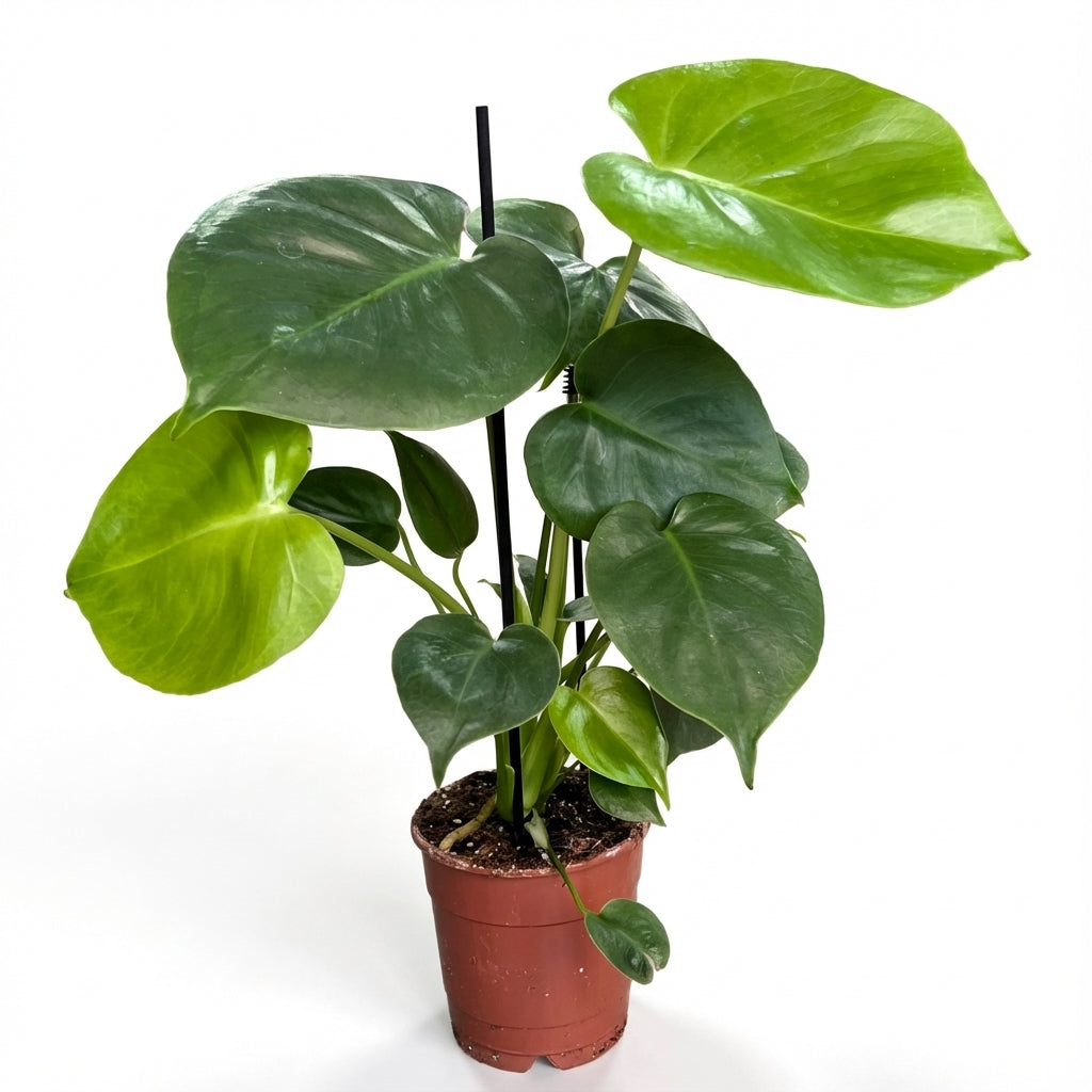 1-מונסטרה דליסיוסה עציץ 12-nano.png.png