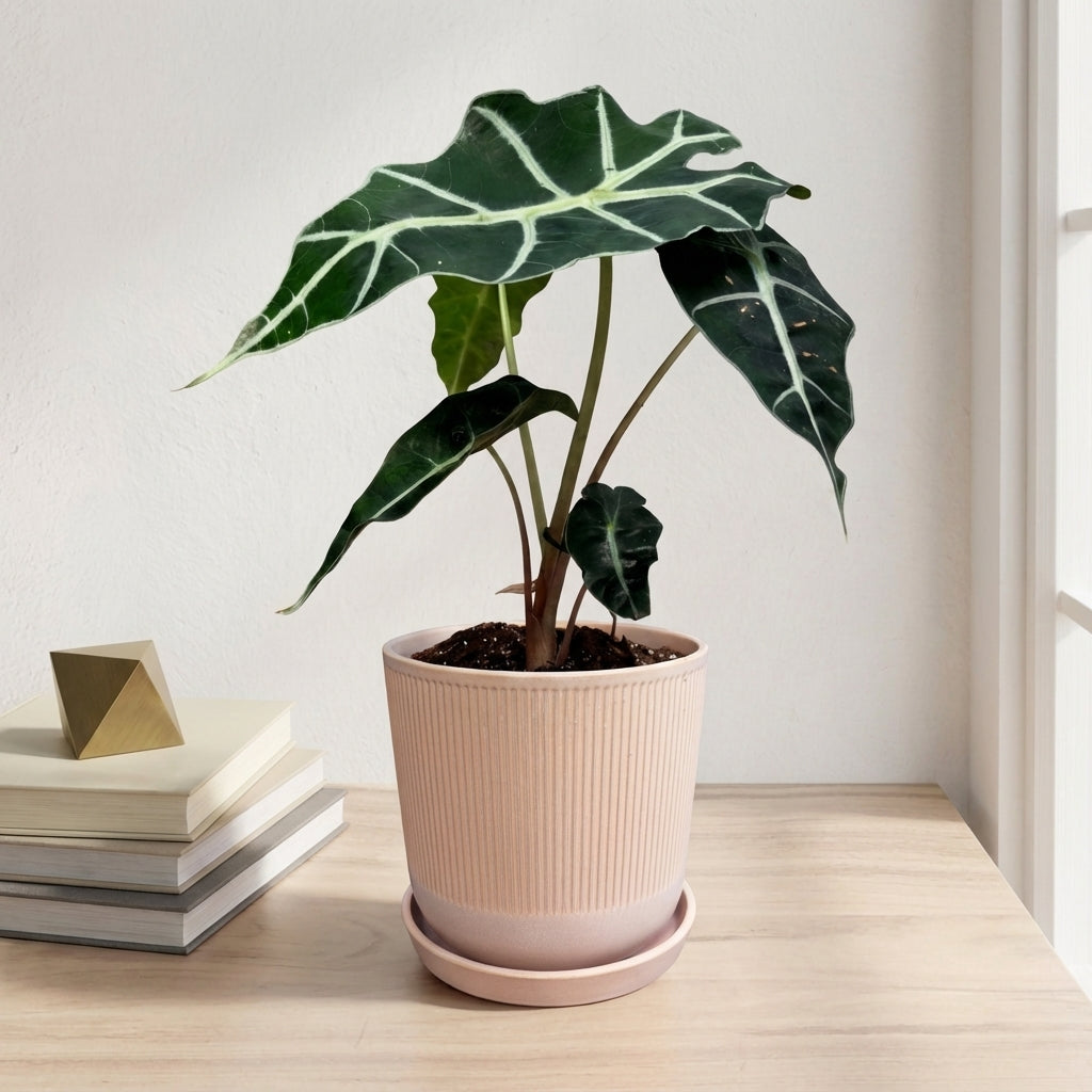 אלוקסיה פולי קוטר 12