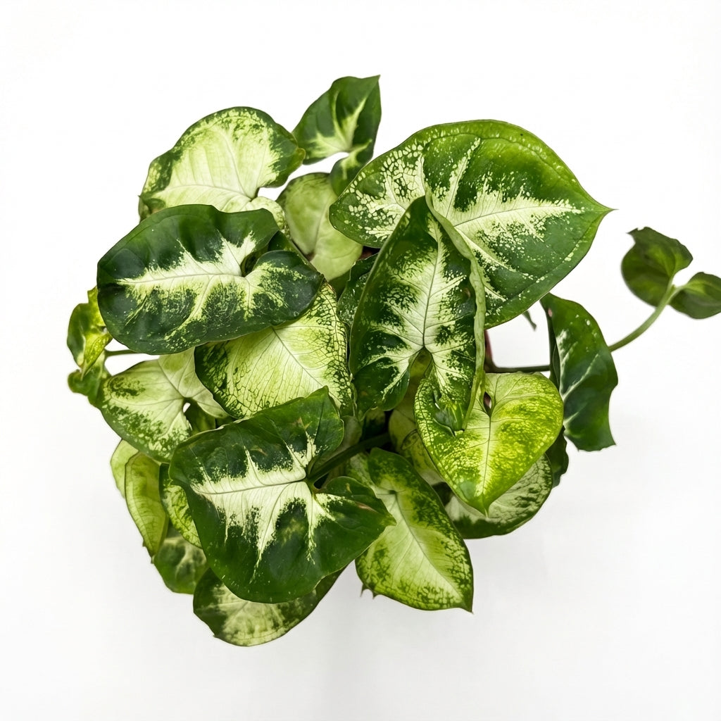 5-סינגוניום פיקס׳ קוטר 12-nano.png.png