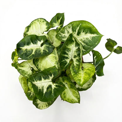 5-סינגוניום פיקס׳ קוטר 12-nano.png.png