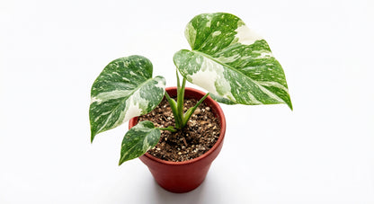 אלוקסיה דרגון סקייל מינט | בייבי מבצע-3-nan.png.png