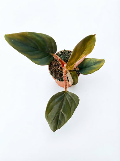 פילודנדרון סקוואמיקולה | בייבי-2-nan.png.png