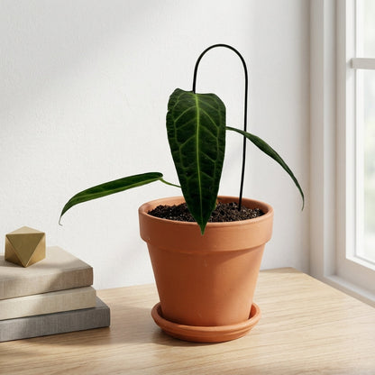 אנטוריום וורקואנום