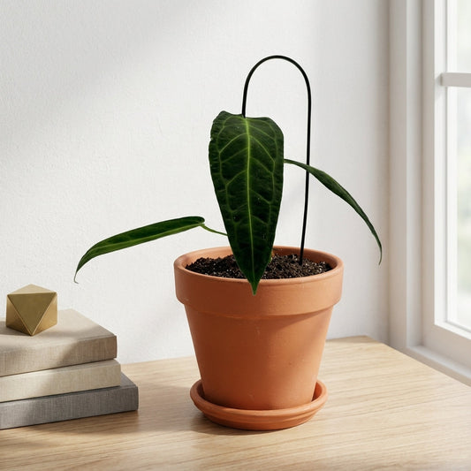 אנטוריום וורקואנום