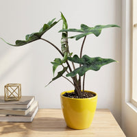 כד קרמיקה חלק צהוב קוטר 13