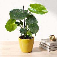 כד קרמיקה חלק צהוב קוטר 13