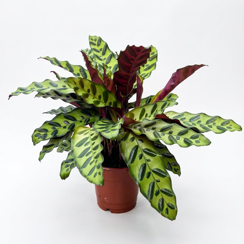 קלתאה אינסיגניס