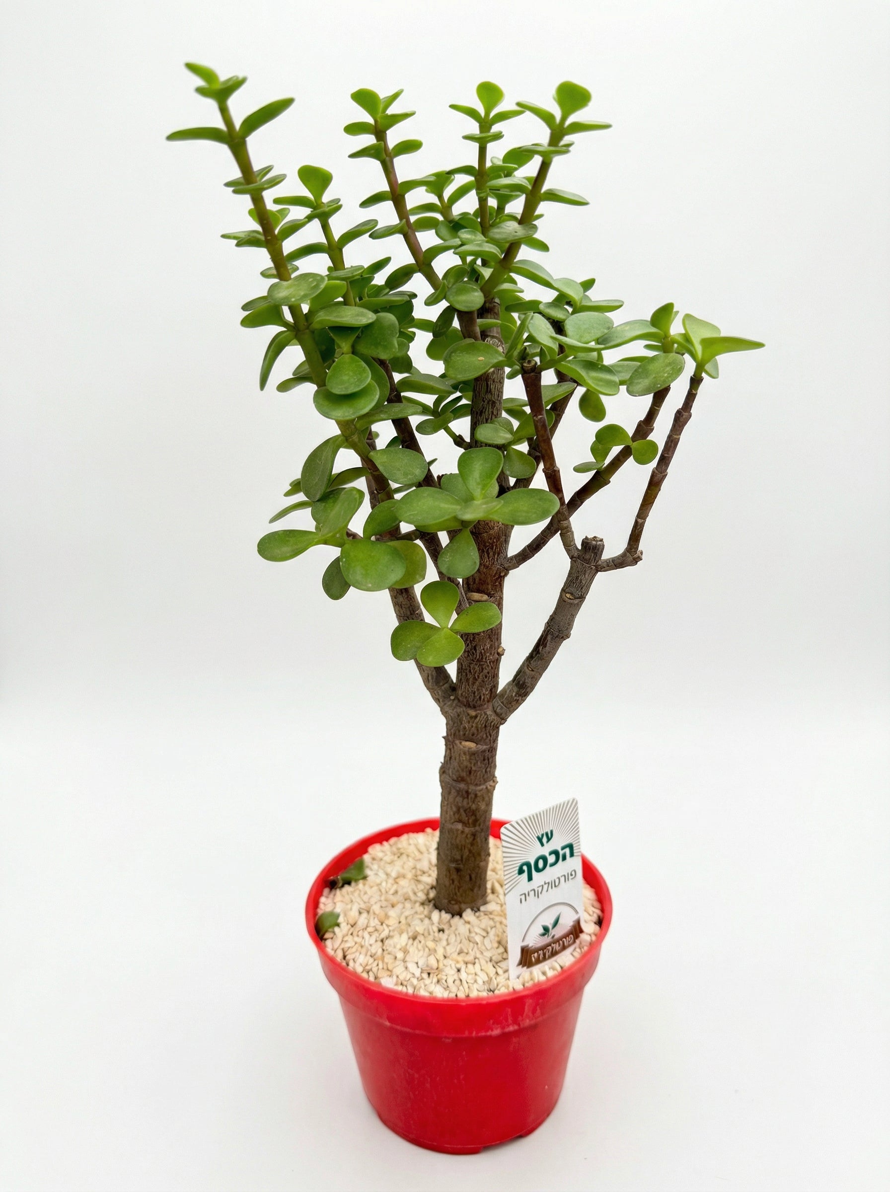 עץ הכסף | בינוני-1-nan.png.png