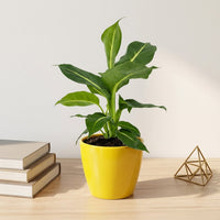 כד קרמיקה חלק צהוב קוטר 13