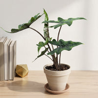 כד טרקוטה בהיר קוטר 16 + תחתית