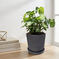 כד פסים שחור קוטר 13 + תחתית