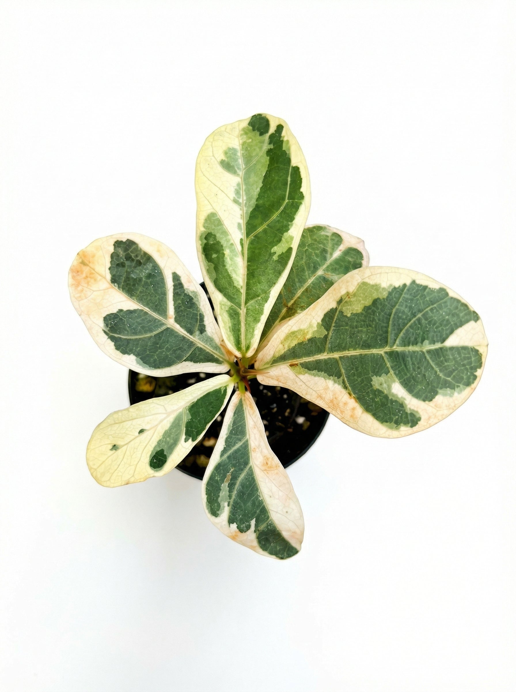 פיקוס ליירטה ור | בייבי-2-nan.png.png