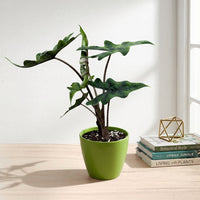 כד קרמיקה חלק ירוק קוטר 13