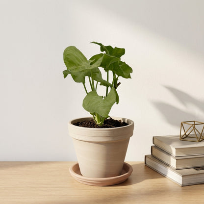 סינגוניום מילק קונפטי