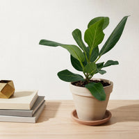 כד טרקוטה בהיר קוטר 16 + תחתית