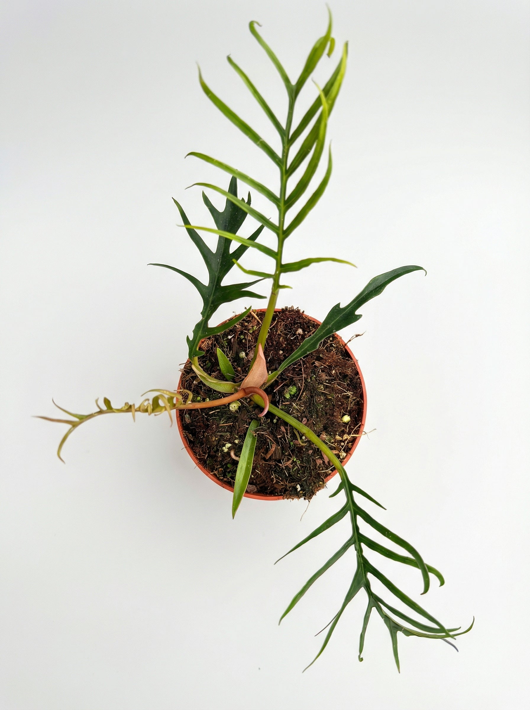 פילודנדרון טורטם | בינוני-2-nan.png.png