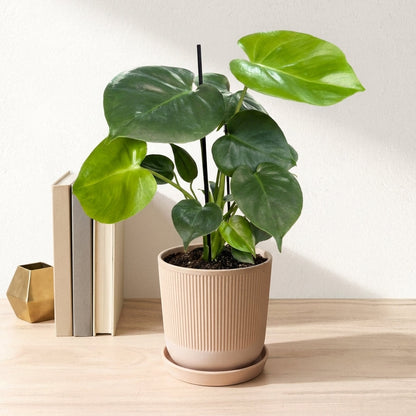 מונסטרה דליסיוסה עציץ 12