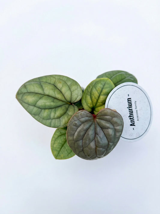 אנטוריום לוקשוריאנס | בייבי-1-nan.png.png