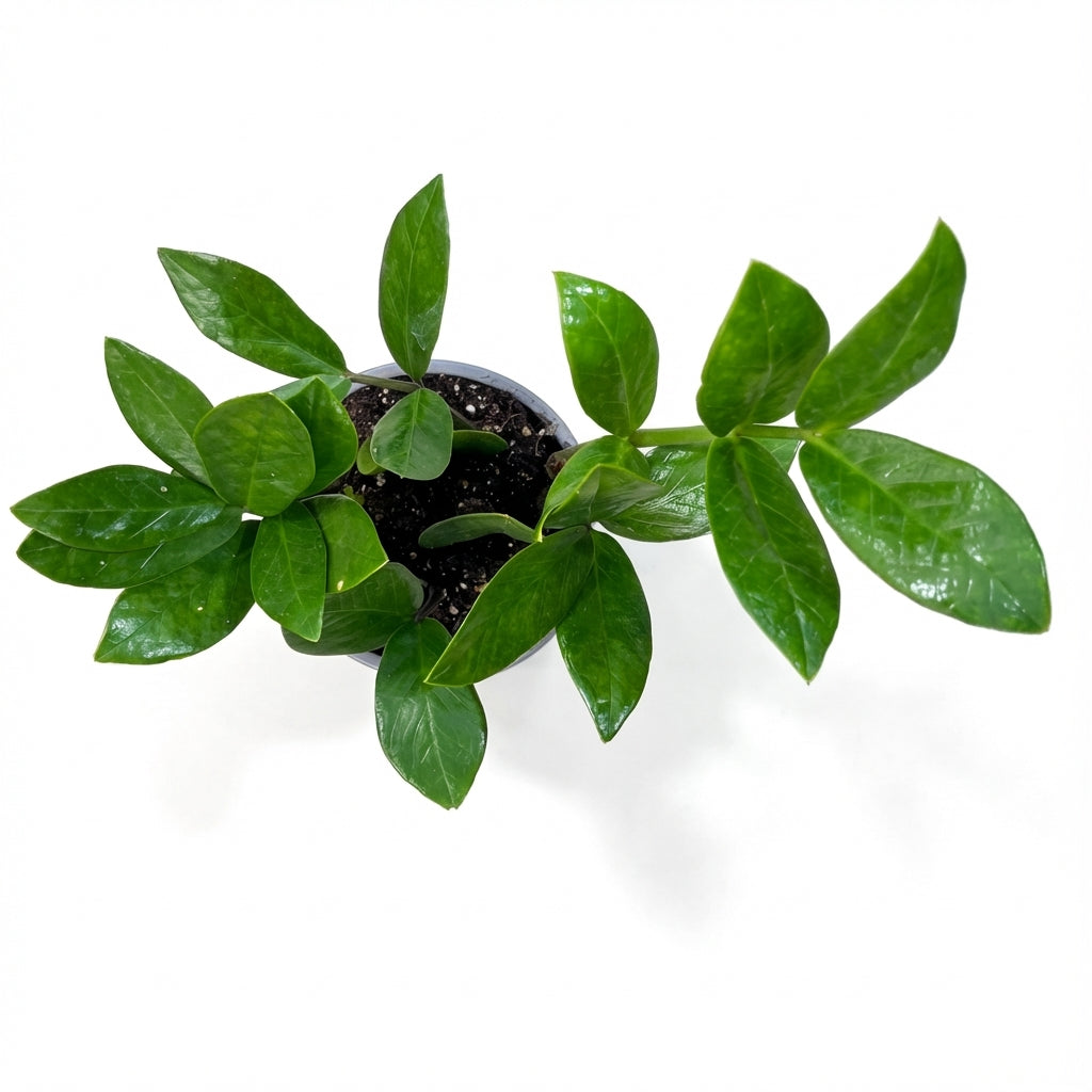 2-זמיה קוקוס עציץ 12-nano.png.png