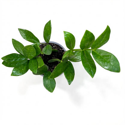 2-זמיה קוקוס עציץ 12-nano.png.png