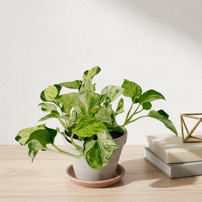 פוטוס מנגולה עציץ קוטר 12 ס״מ