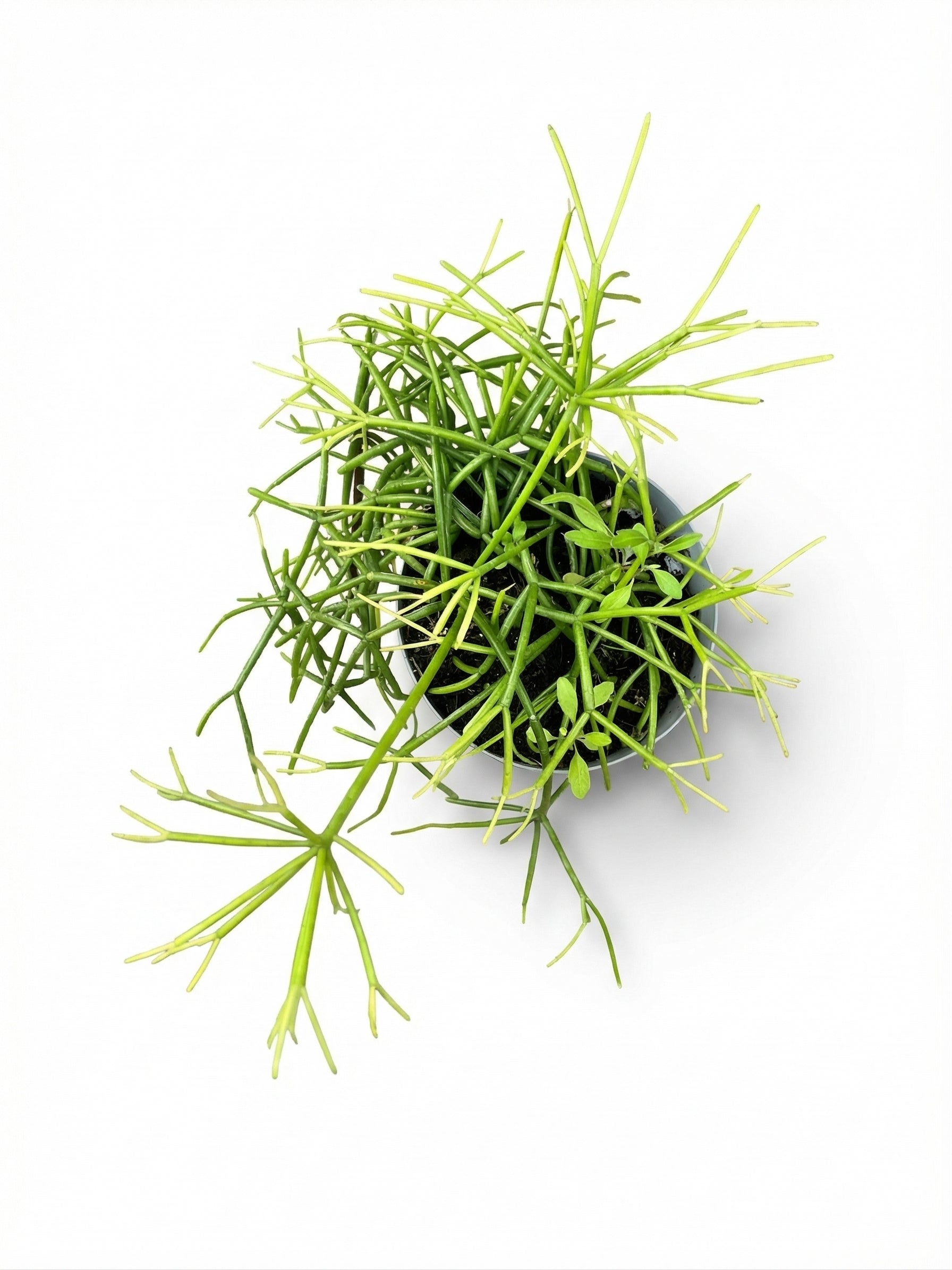 סדום | בינוני-2-nan.png.png