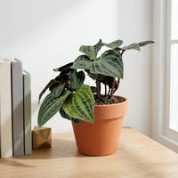 כד טרקוטה חום קוטר 15 + תחתית