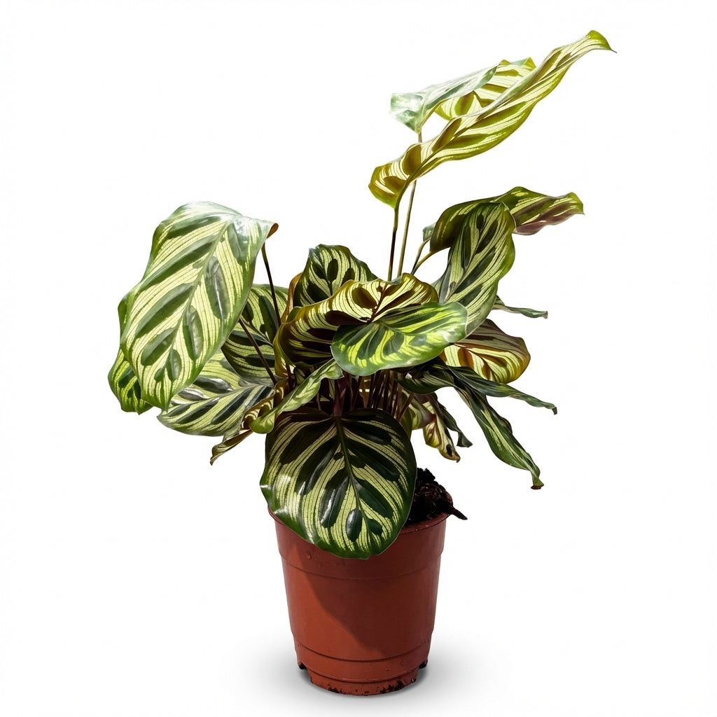 1-קלתאה מקויאנה עציץ 12-nano.png.png