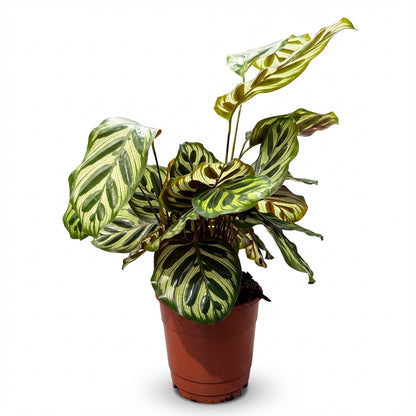 1-קלתאה מקויאנה עציץ 12-nano.png.png