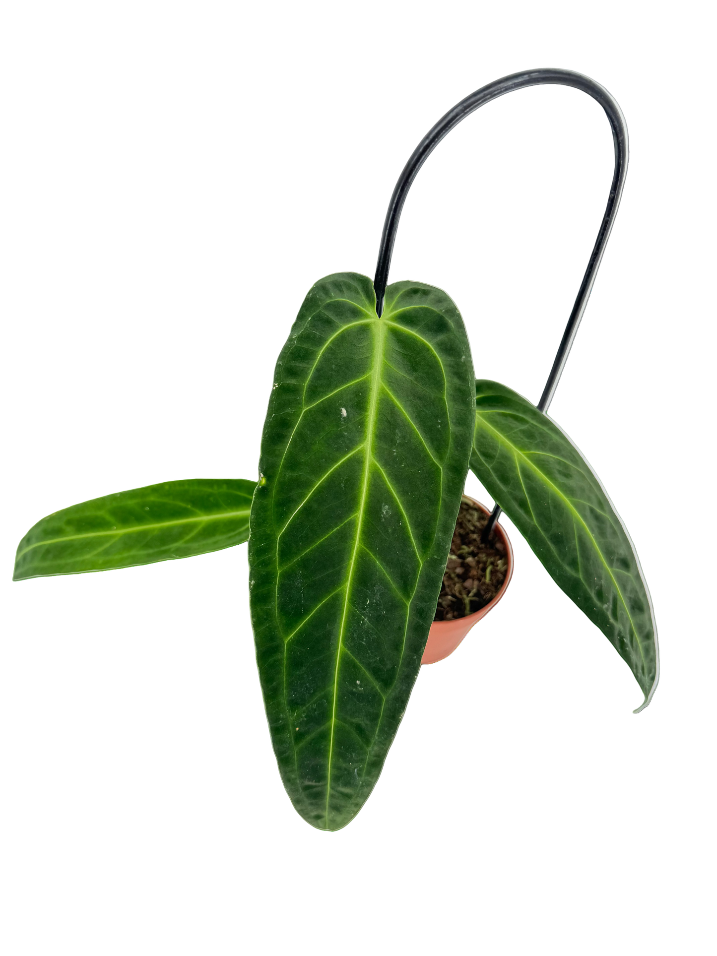 אנטוריום וורקואנום - ללא רקע