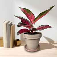 כד טרקוטה בהיר קוטר 16 + תחתית