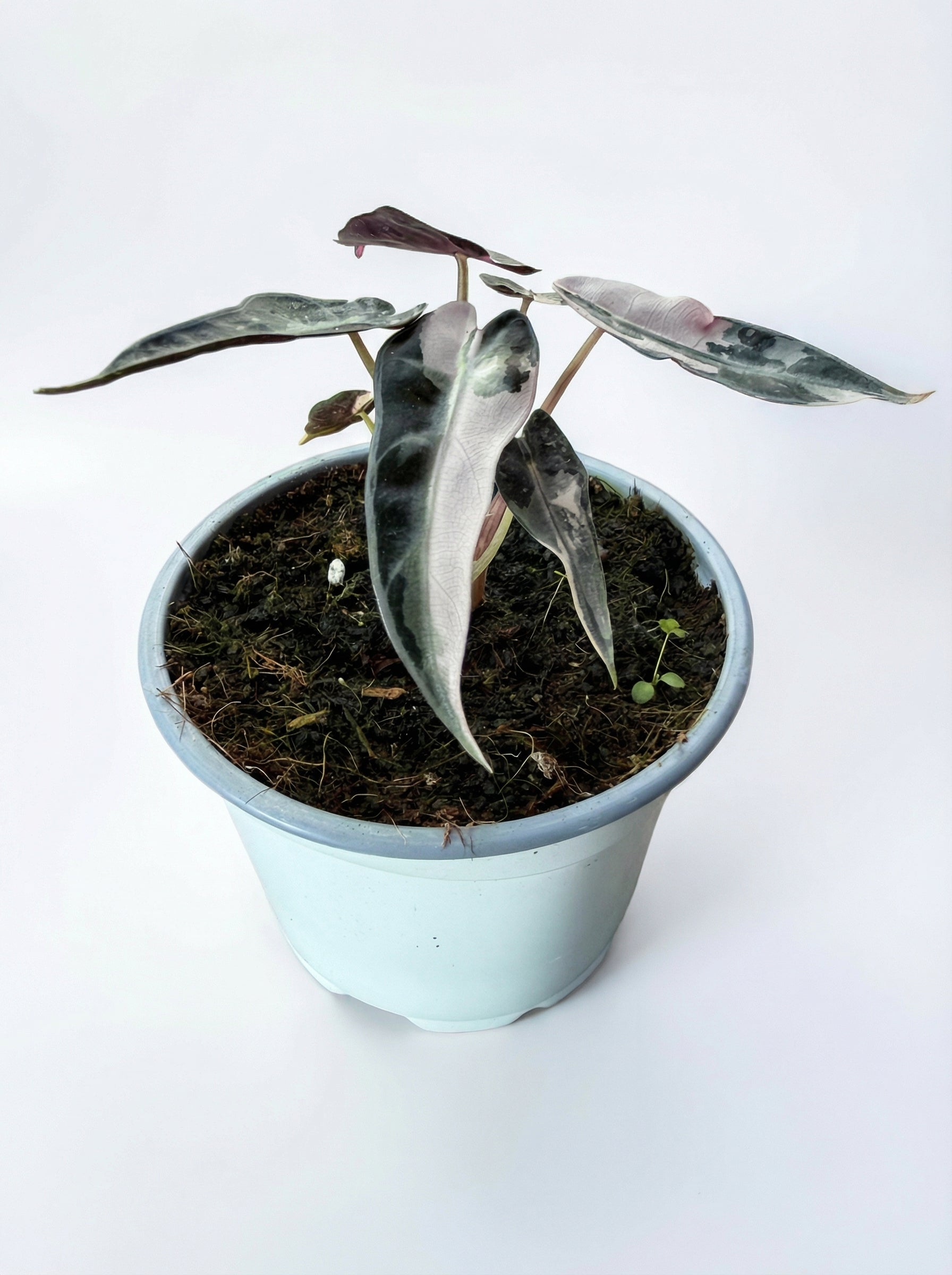 אלוקסיה במבינו ורודה | בינוני מבצע-2-nan.png.png