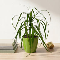 כד קרמיקה חלק ירוק קוטר 13