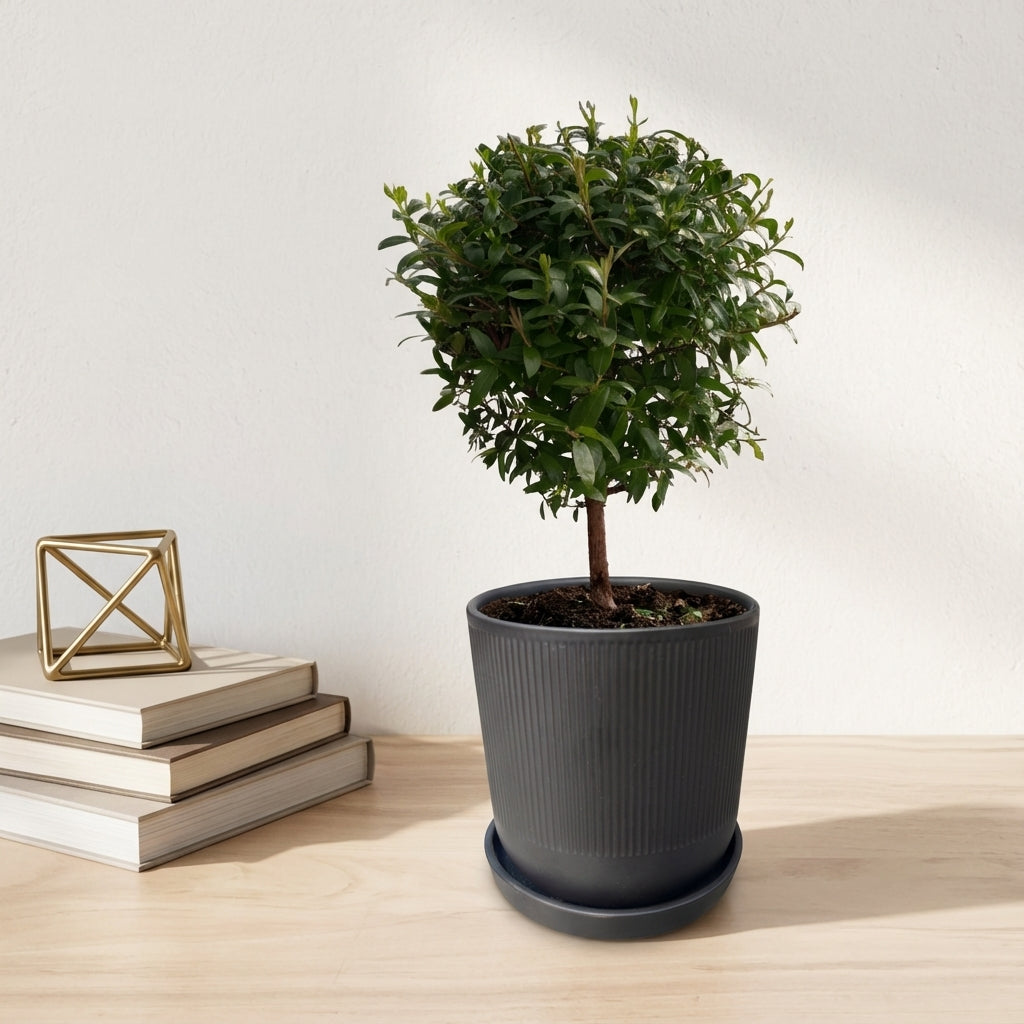 הדס עציץ קוטר 12