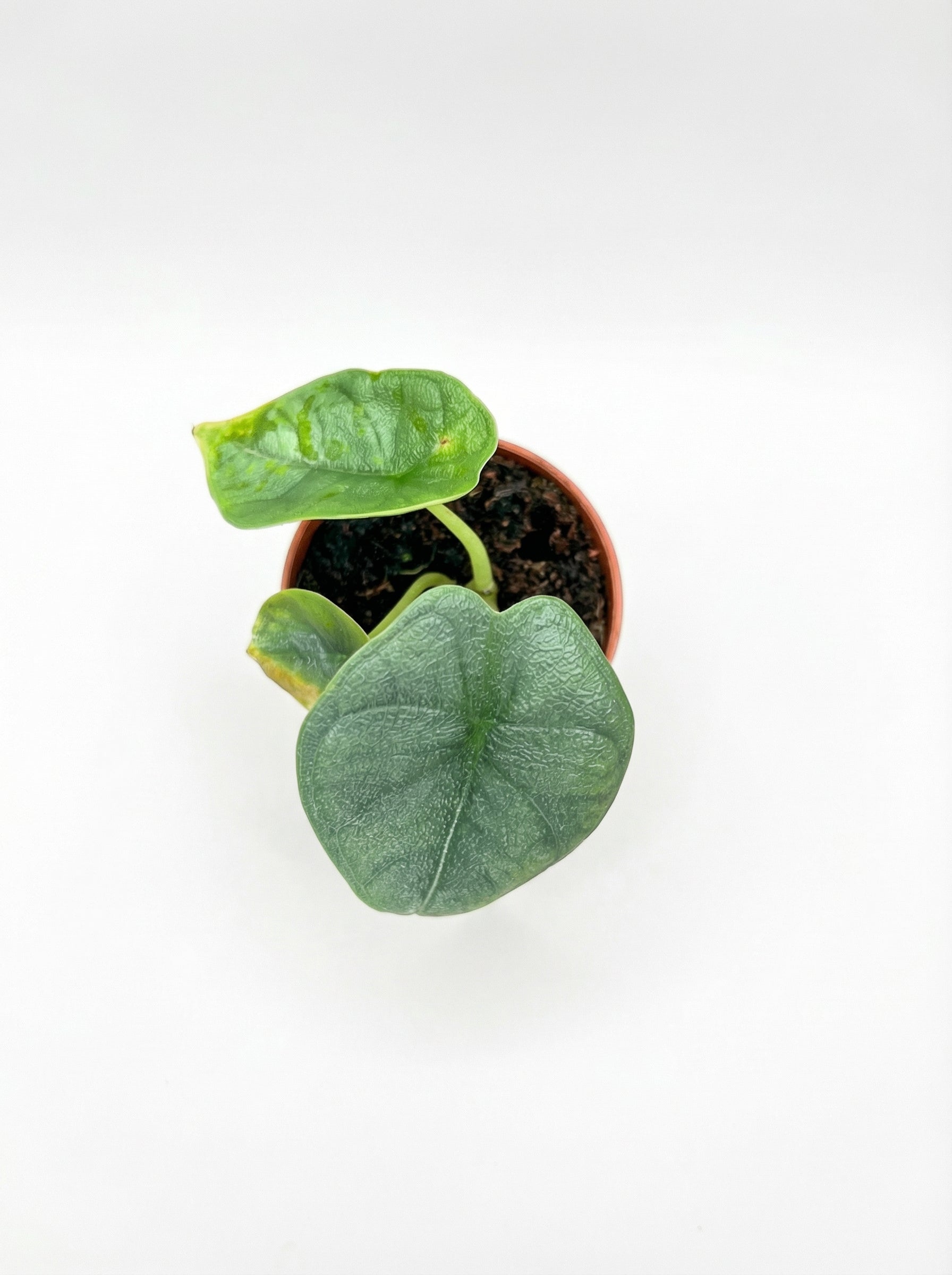 אלוקסיה מלו | בייבי-2-nan.png.png