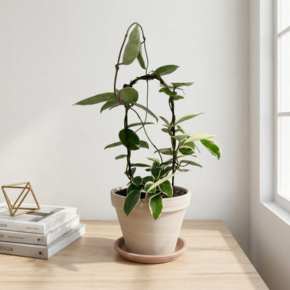 הויה מגוונת על קשת עציץ קוטר 12 ס״מ