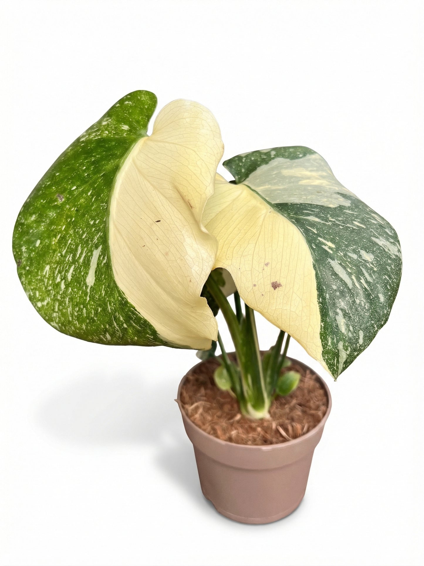 מונסטרה תאי סופר מגוונת | בינוני-2-nan.png.png