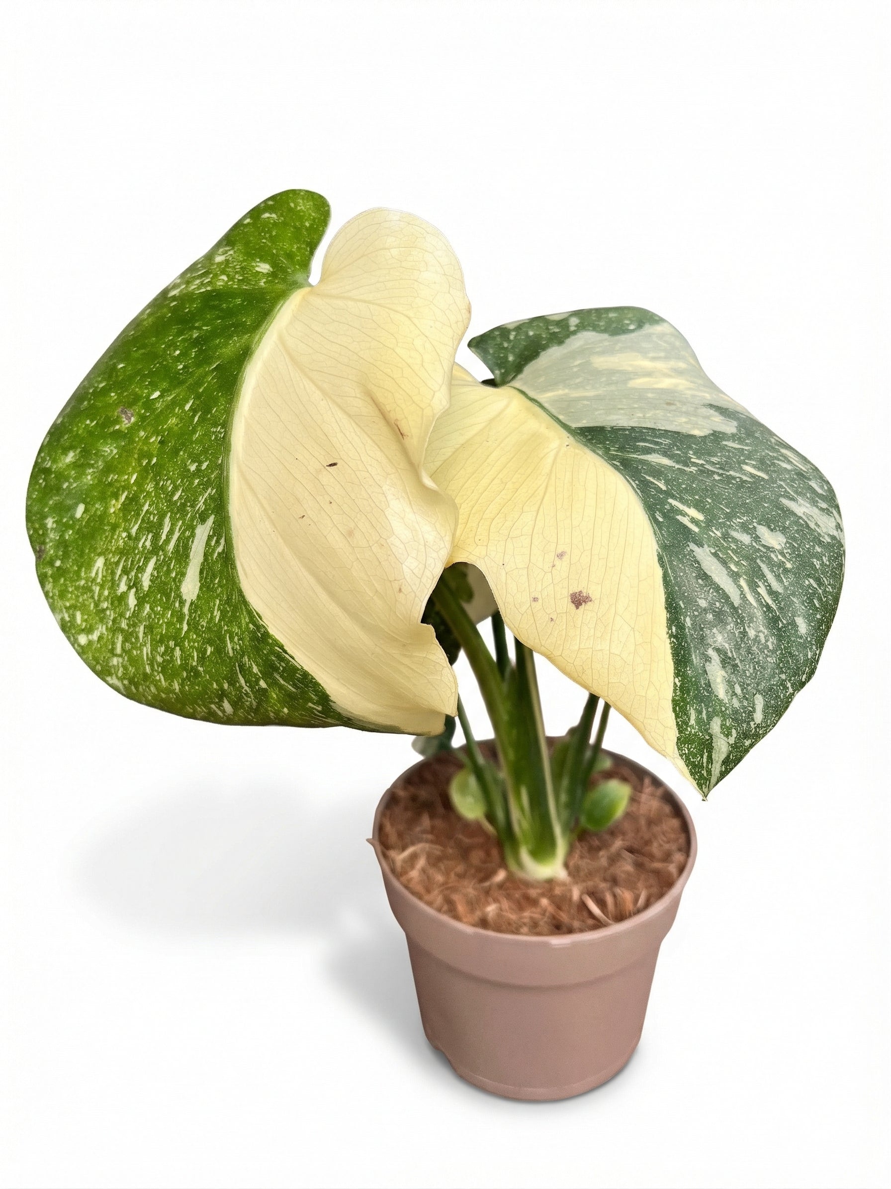 מונסטרה תאי סופר מגוונת | בינוני-2-nan.png.png