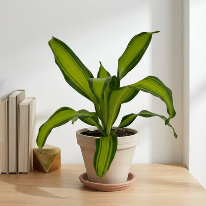 דרצנה מסינגה