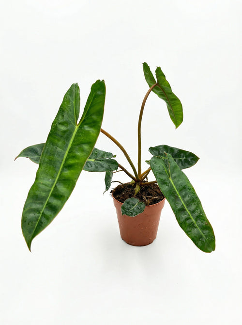 פילודנדרון ביליתאיי | בינוני-1-nan.png.png