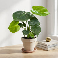 כד טרקוטה בהיר קוטר 16 + תחתית