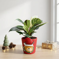 עציץ קרמיקה אייל | קוטר 9