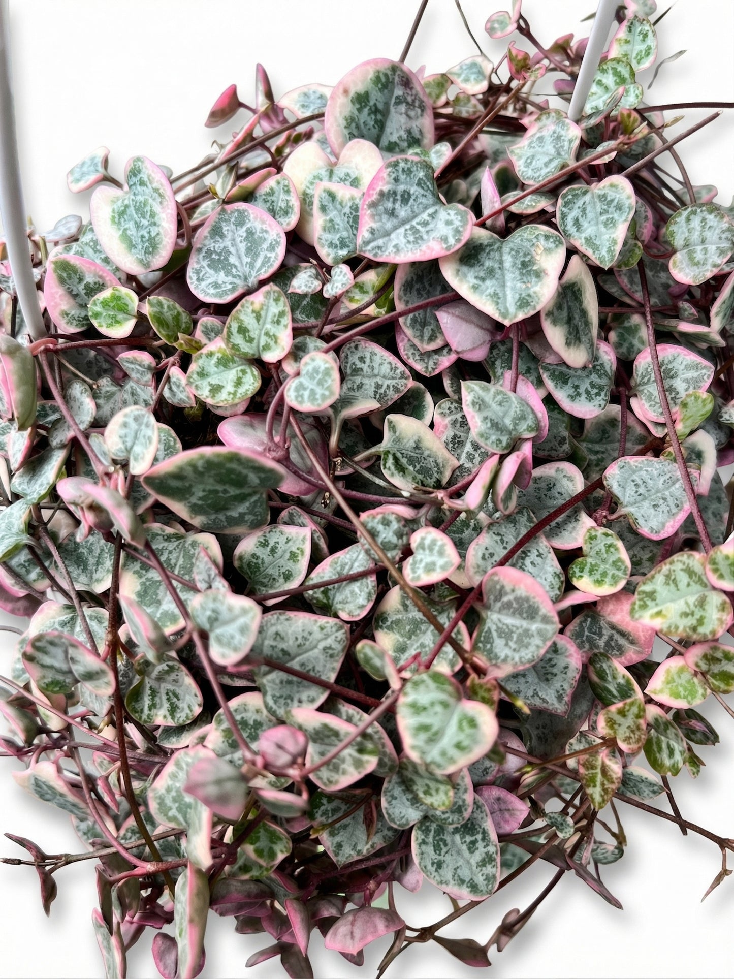 שעוונית מגוונת | בינוני-3-nan.png.png