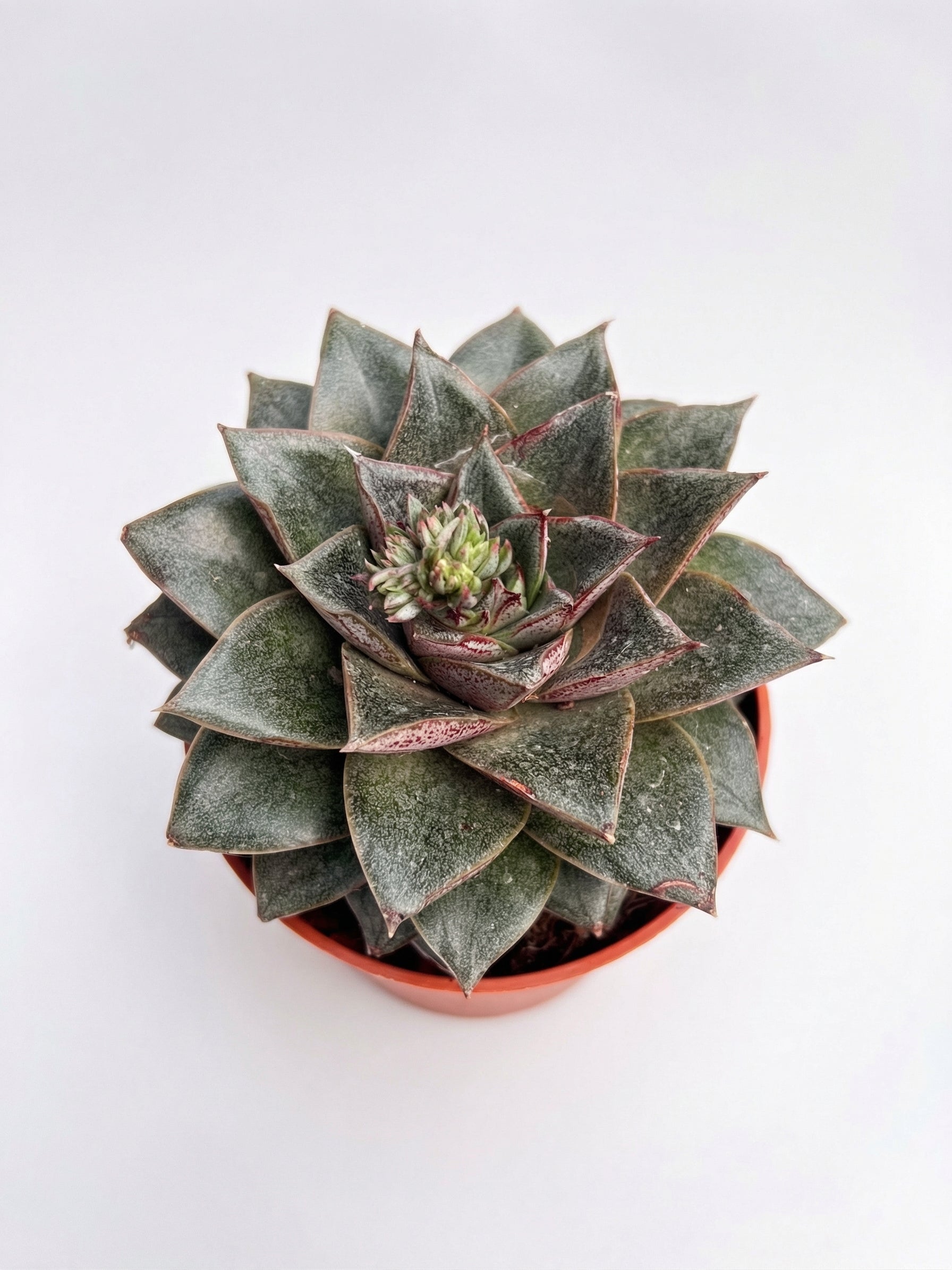 סוקולנט בהפתעה | בינוני-3-nan.png.png