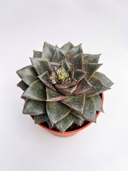 סוקולנט בהפתעה | בינוני-3-nan.png.png