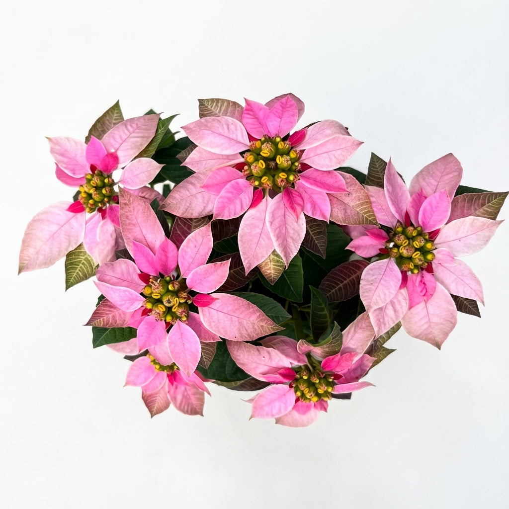 2-חלבלוב ורוד-nano.png.png