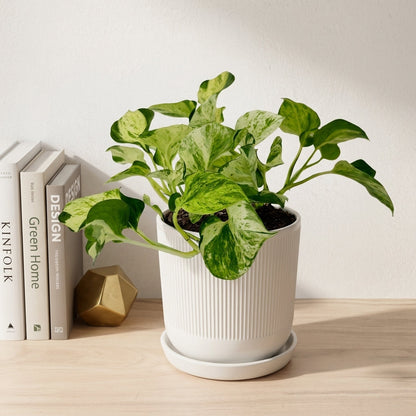 פוטוס מנגולה עציץ קוטר 12 ס״מ