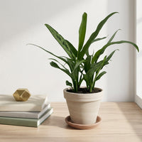 כד טרקוטה בהיר קוטר 16 + תחתית