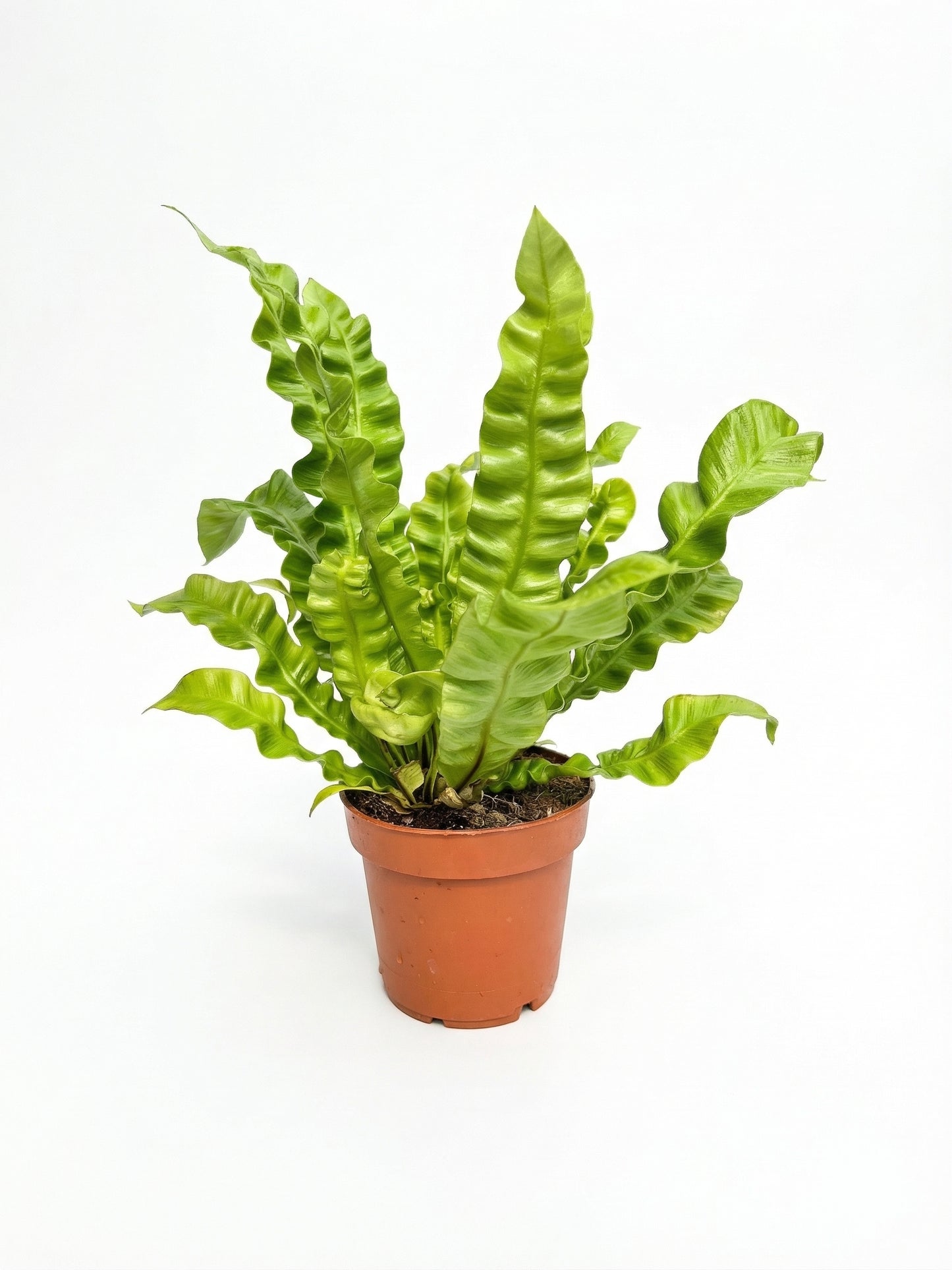 קן לציפור קריספי | בינוני-1-nan.png.png