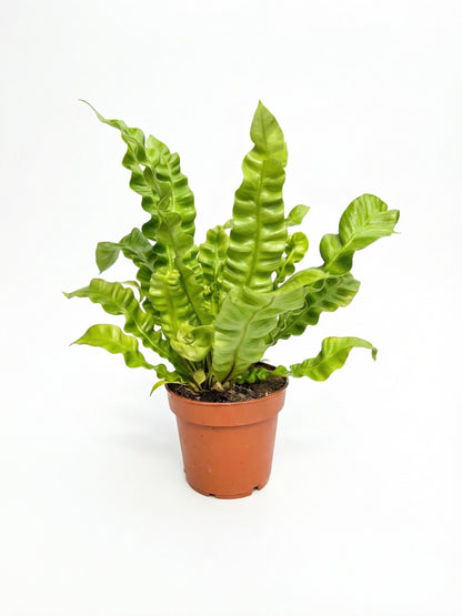 קן לציפור קריספי | בינוני-1-nan.png.png